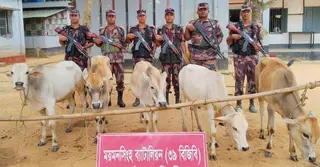 শেরপুর সীমান্তে ৫ ভারতীয় গরু জব্দ